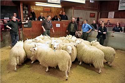 4 Champion Pen of Hoggs in the ring from Cartner Blackwood Ridge House