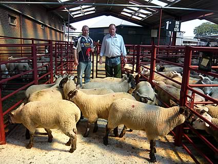 Champion Suffolk X Lambs