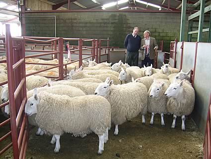 Champion Hill Cheviots from Messrs Cartner, Blackwoodridge House