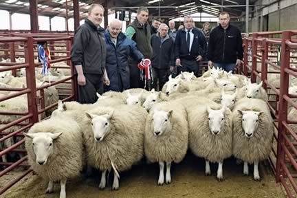 Champion Cheviot Hoggs W. & J. Glendinning, Crawesknowe