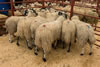 First_prize_NE_Mules