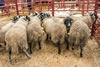 First_prize_Swaledale