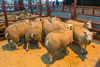 First_prize_Texel