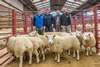 Overall_champion_sheep
