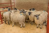 Second_prize_NE_Mules