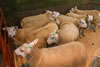 Second_prize_Texel