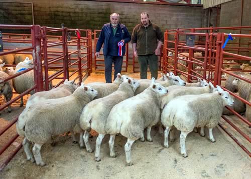 Champion Lambs