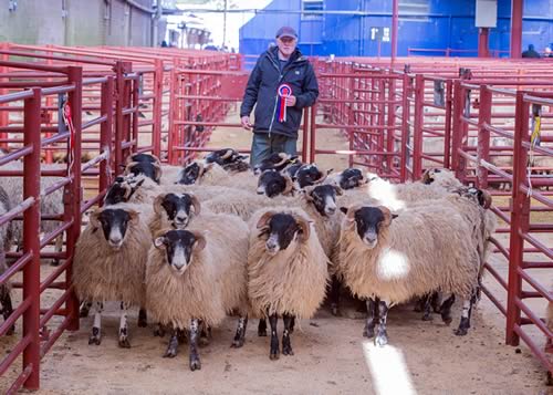 Champion Blackface Hoggs - Messrs Simpson, Kirkhouse, Peebles