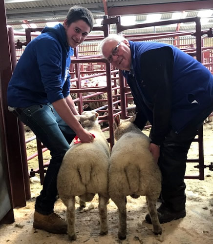 pair lambs