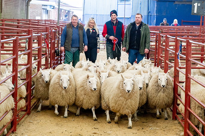 Cheviot Hoggs