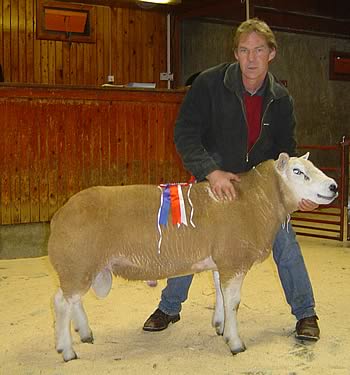 Champion Texel