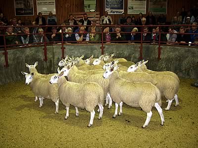 Cheviot Mules