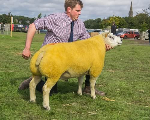 Champion Ring 4 - Beltex x from Heatheryhall sold for £1600