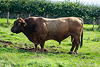 lot_43_blelack_minstrel
