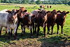selection_of_heifers