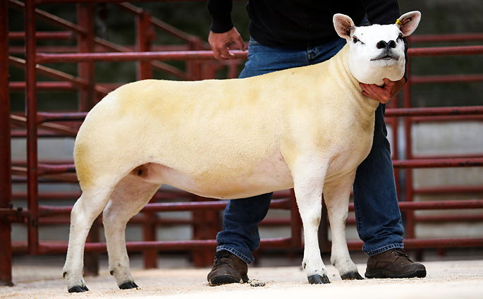 Holylee gimmer