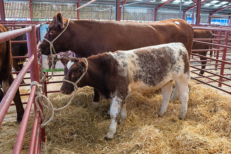 Longtown Pedigree Beef Shorthorn Sale Monday 29th August 2022