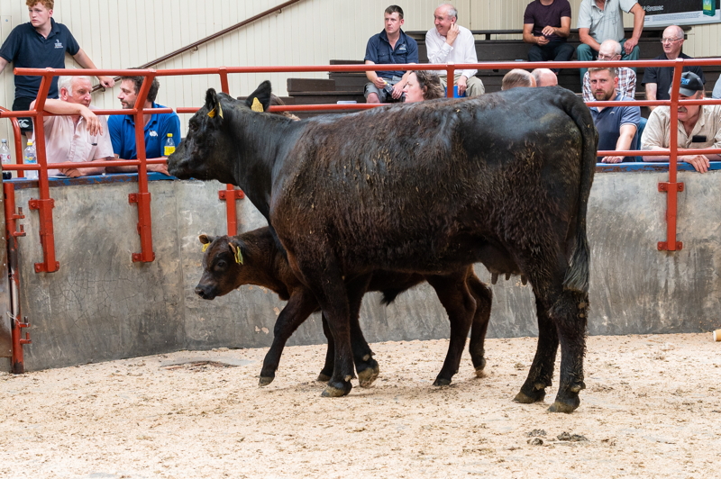 Galloway x Shorthorn Heifer with AA Calf
