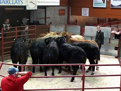 Elaine Sedgewick Judging