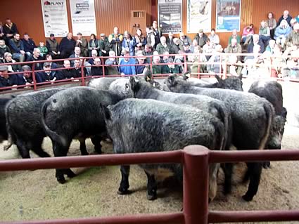 Kirkcambeck Sale