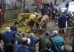 store cattle