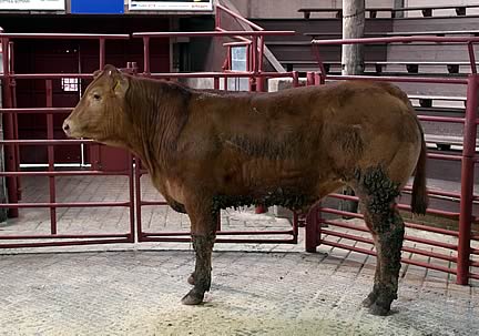 Champion beast from Messrs Blair, Dodgsonstown