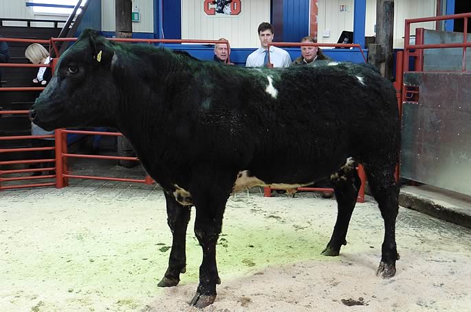 Champion beast from Tinnishall