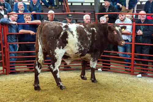 Champion Beef Shorthorn Brian Irving, Harper Hill, Roweltown, Carlisle
