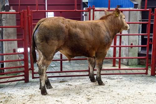 Champion Lim x from Nigel Mitchinson, Gallowberry, Kirkcambeck, Brampton