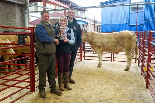 Charolais Champion