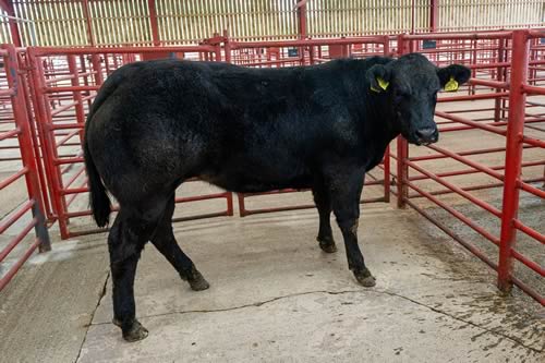 Reserve Champion
