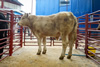 Charolais2