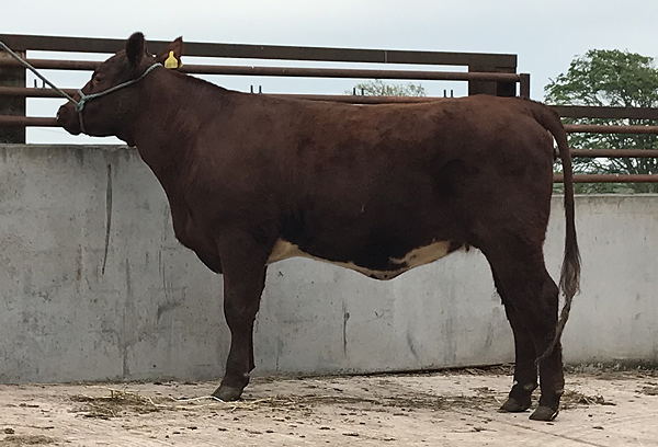 Beef Shorthorn Lot 1 