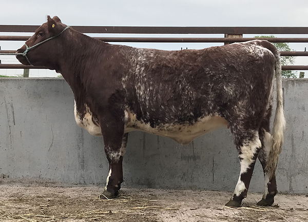Beef Shorthorn Lot 2 
