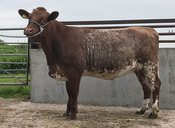 Beef Shorthorn Lot 3 