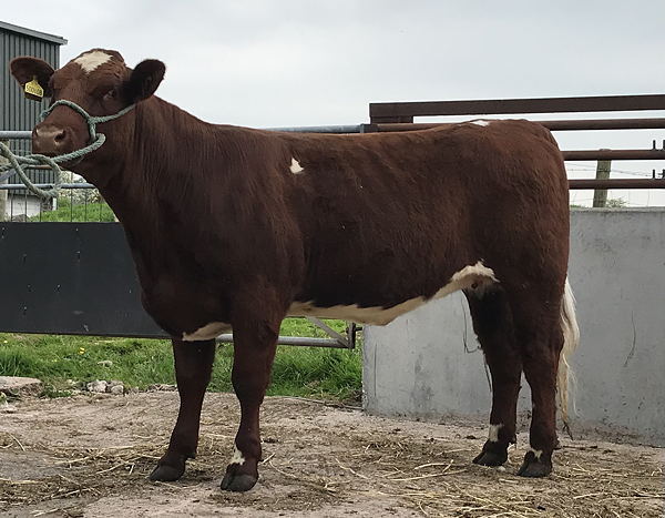 Beef Shorthorn Lot 4 