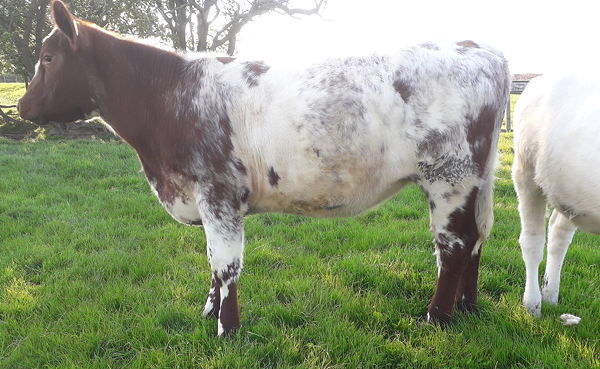Beef Shorthorn Lot 12 