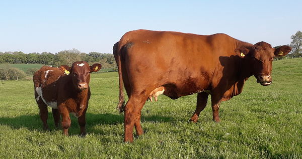 Beef Shorthorn Lot 25 