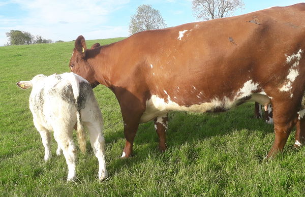 Beef Shorthorn Lot 26 