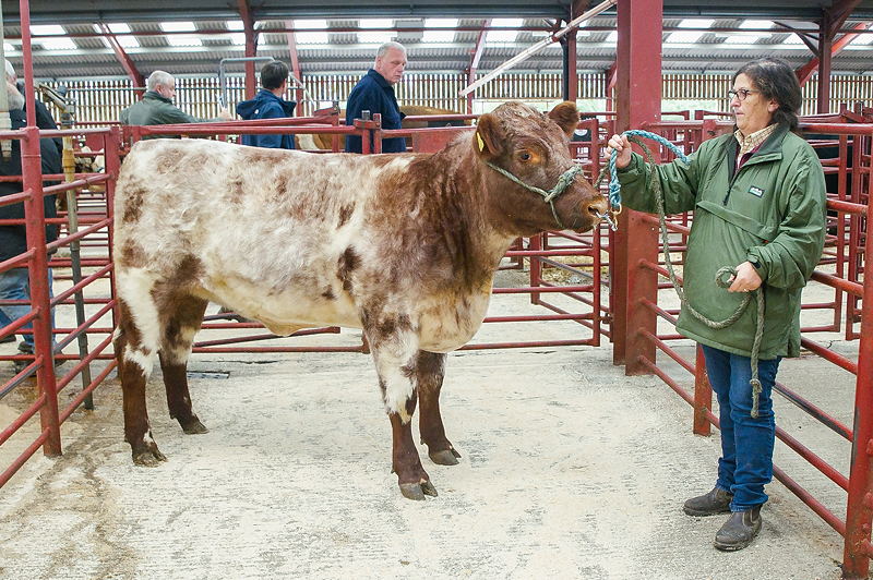 Champion Heifer