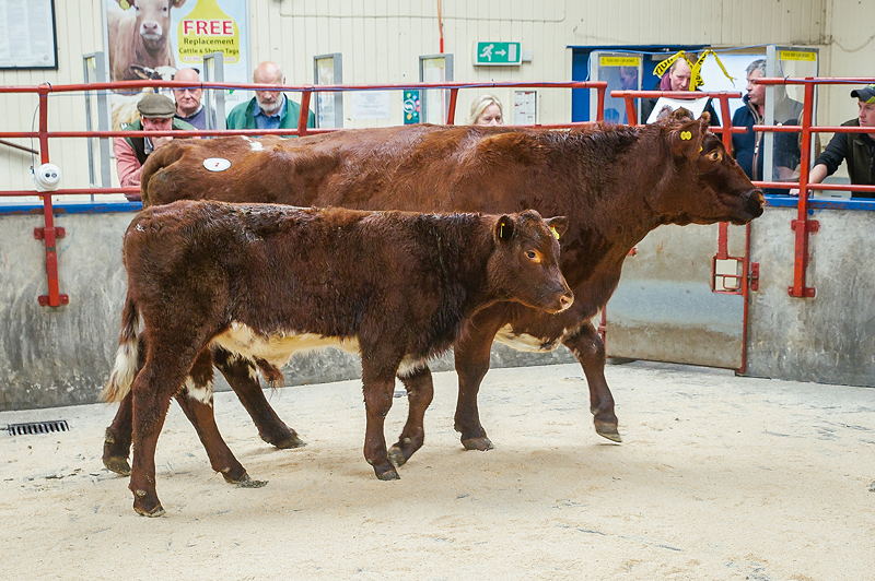 Beef Shorthorn Cow and Calf