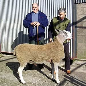 Champion Bluefaced Leicester