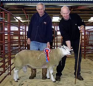 Champion Texel