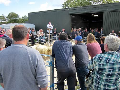 kintyre sheep sale