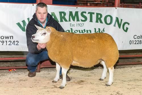 Proctors Texel Gimmer - 2100gns