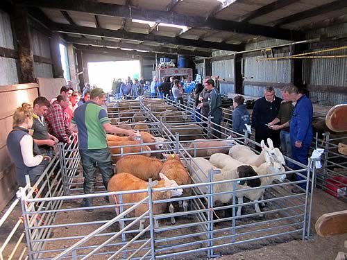 Kintyre ram Sale