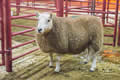 lot30