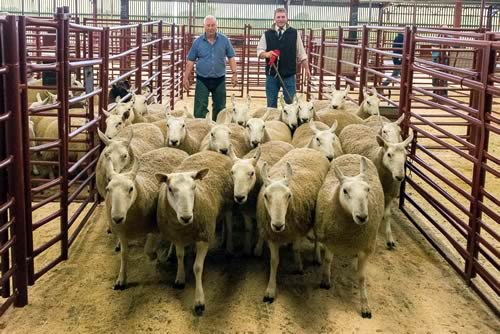 1st Prize Gimmer Shearlings from IHG Warden, Skelfhill - £178 to Messrs Workman