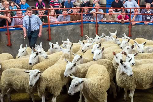 Joint Top price Shearlings £210 per head from R McNee Over Finlarg Dundee