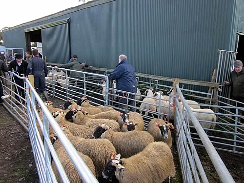Kintyre Sale